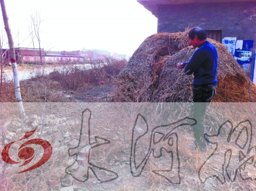 張哥、張弟就是在這兒撿到的投毒面包。