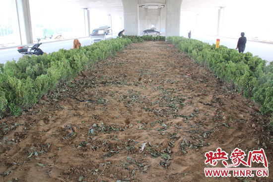 4月17日，當(dāng)記者經(jīng)過該路段時(shí)，發(fā)現(xiàn)那些“大葉女貞”并沒有繼續(xù)留在橋下生長，而是被悄悄移走了。