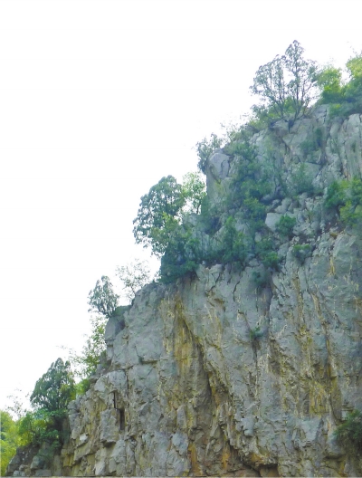 南太行山崖長的只是側(cè)柏,不是崖柏。