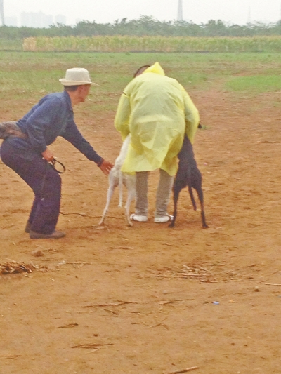 上場(chǎng)前，狗主人進(jìn)場(chǎng)撫摸自己的愛犬，給它打氣加油。