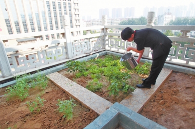 鄭州某酒店在樓頂打造的菜園子，服務(wù)員正在澆水。