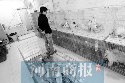 市民反映，淮河路“緣寵”寵物店曾出售疑似患病的狗