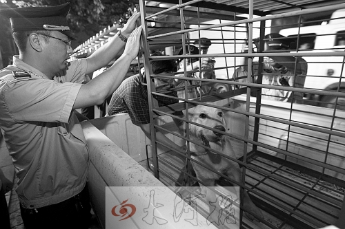 相關(guān)部門將加強(qiáng)管理，今年12月起烈性犬一律沒(méi)收。 （資料圖）