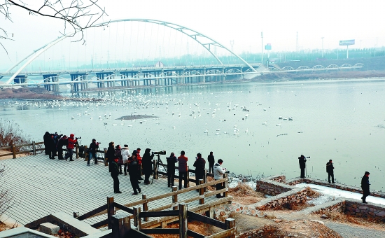 “哇!好多白天鵝?！? border=