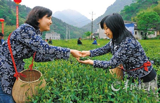 　　名茶六安瓜片原產(chǎn)地,游客身穿采茶女服裝在茶園體驗采摘新茶的樂趣。