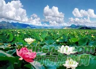 爸爸去哪兒？親密接觸荷花仙子