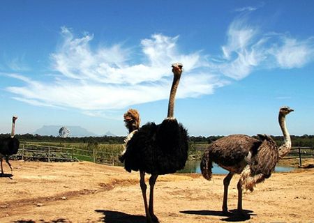 春節(jié)去哪兒？出游地圖告訴您！