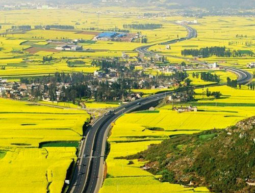 如何拍攝油菜花？達(dá)人教你7個拍攝技巧