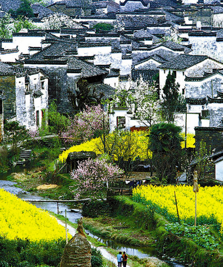 如何拍攝油菜花？達(dá)人教你7個拍攝技巧