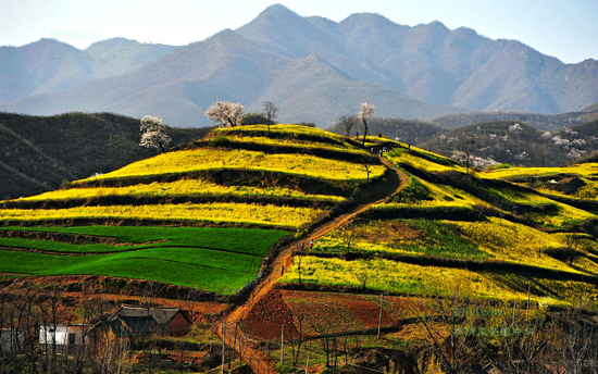 看油菜花不跑遠(yuǎn) 盤(pán)點(diǎn)專屬河南的油菜花田