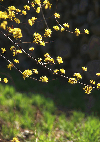 有一種呼喚，叫春天里的蟒河！