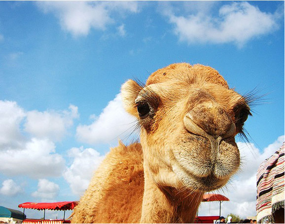 時(shí)光之旅 品味藍(lán)白小鎮(zhèn)的突尼斯