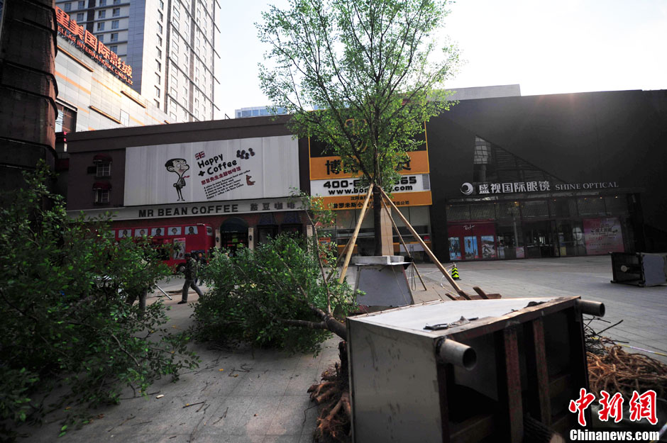 我和我的小伙伴們都驚呆了！沈陽真樹"種"上假樹葉