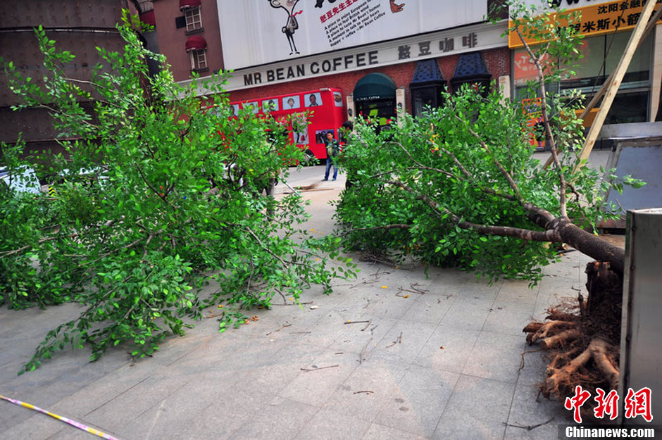 我和我的小伙伴們都驚呆了！沈陽真樹"種"上假樹葉