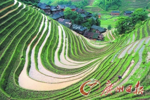 　　龍勝梯田錯落有致。