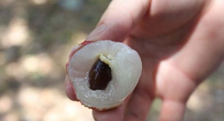 　　這就是傳說中的瓤肉瑩白如冰雪,漿液甘酸如醴酪。大家一下就摘了半筐。