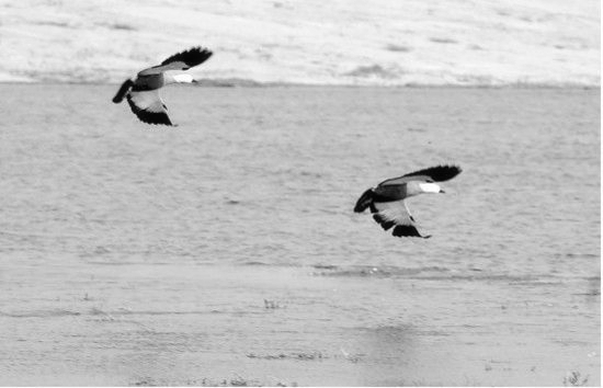 冬季正是觀鳥時(shí) 省內(nèi)觀鳥地盤點(diǎn) 冬季正是觀鳥時(shí) 省內(nèi)觀鳥地盤點(diǎn)