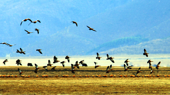 冬季觀鳥正當(dāng)時(shí):捕捉美麗 拍攝優(yōu)雅 冬季觀鳥正當(dāng)時(shí):捕捉美麗 拍攝優(yōu)雅