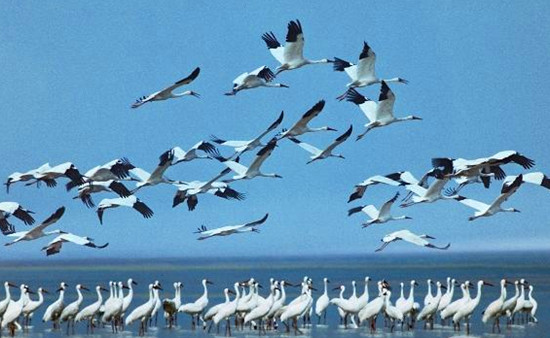 冬季觀鳥正當(dāng)時(shí):捕捉美麗 拍攝優(yōu)雅 冬季觀鳥正當(dāng)時(shí):捕捉美麗 拍攝優(yōu)雅