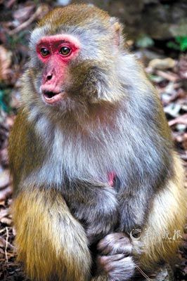 　　金鞭溪四周也是野猴的聚集地。