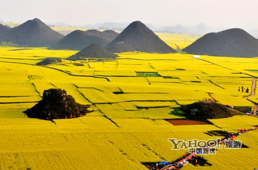 　　說到羅平, 無人不知,只因那有全國面積最大的油菜花田。(圖片來源:CFP)