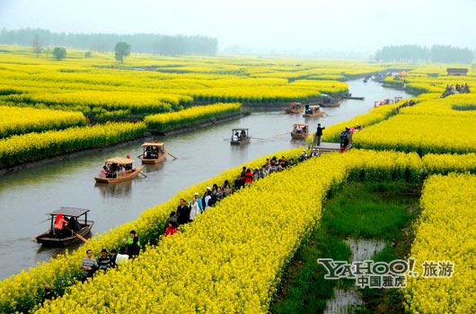 　　興化的油菜花最讓人心醉,因為沒有一個地方能把油菜花和水景結(jié)合得如此到位。(圖片來源:CFP)