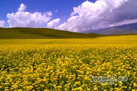　　青海門源的油菜花景色甚為壯觀,十足的西部風(fēng)味。(圖片來源:CFP)