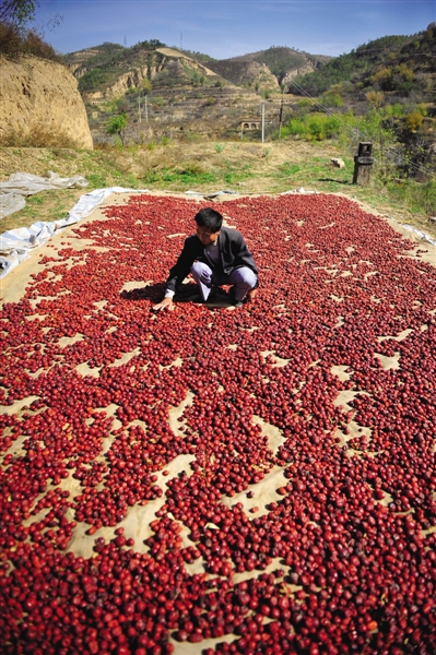 黃老漢家窯洞頂上鋪著一層紅棗,這也是他做黃饃饃的餡料。