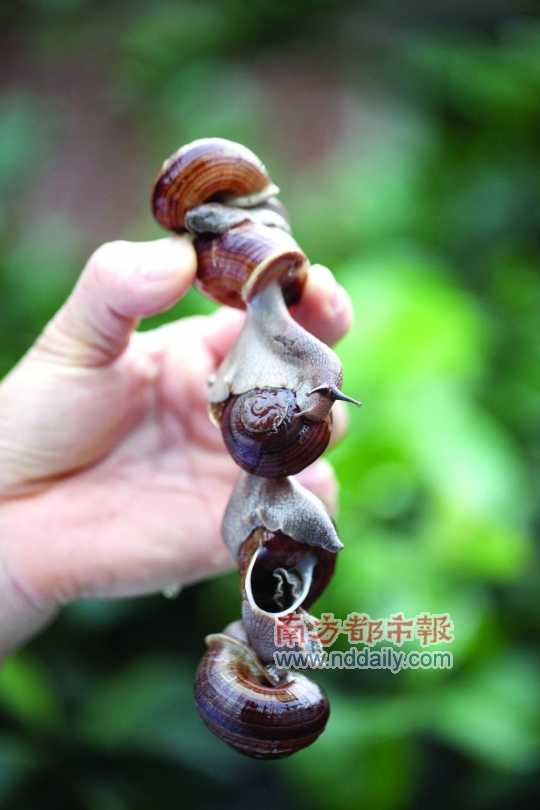 廣西的野生蝸牛追求原汁原味，做法也非常精簡。