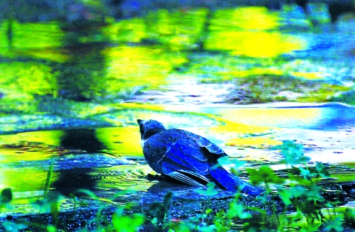 昨天，離三伏結(jié)束還有5天，鄭州、洛陽(yáng)拉響“紅色警報(bào)”