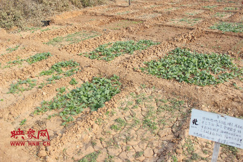 開心農(nóng)場哦，你可以再這兒包地，無毒無公害綠色產(chǎn)品