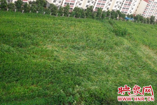 據(jù)映象網(wǎng)網(wǎng)友趙冠召反映，8月7日下午鄭州高新技術(shù)開(kāi)發(fā)區(qū)突降暴雨冰雹，致使附近農(nóng)田近三分之一玉米倒伏
