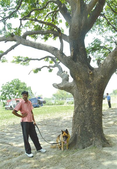 兩名少女在這棵樹上被吊死。