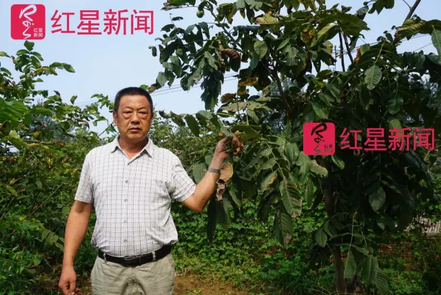 文玩核桃遇冷由幾萬一對降到5元沒人要？商戶否認(rèn)