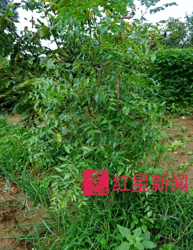 文玩核桃遇冷由幾萬一對降到5元沒人要？商戶否認(rèn)