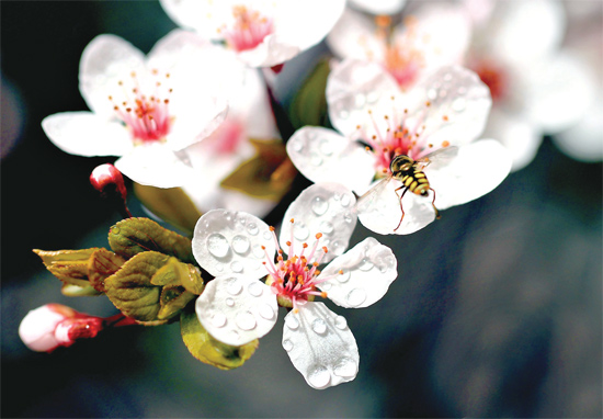 山杏報春，蜜蜂出動