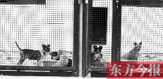 被主人遺棄的小狗暫時寄居在鄭州市犬只收容中心內(nèi)，如果沒有人來認(rèn)領(lǐng)，他們將被處以安樂死