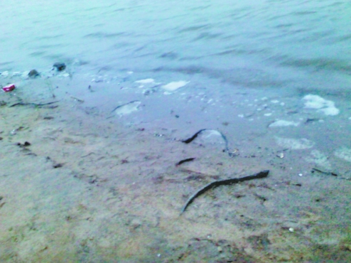 鄭州龍湖北岸大批量蛇鱔死亡 經(jīng)鑒定屬“外來(lái)戶”