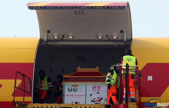 大熊貓“好好”抵達(dá)布魯薩爾國際機(jī)場。記者 付敬 攝