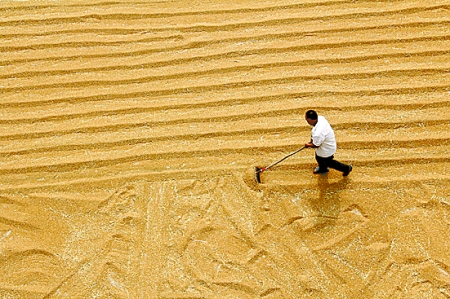6月7日，內(nèi)黃縣城關(guān)鎮(zhèn)農(nóng)民在晾曬小麥。
