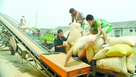 7月9日，在汝南縣古塔街道糧所收購庫點，古塔街道五里崗村村民正在售糧。