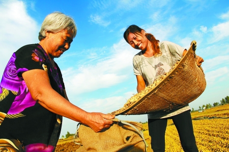 8月24日，內(nèi)黃縣城關(guān)鎮(zhèn)農(nóng)民在收獲早熟花生。
