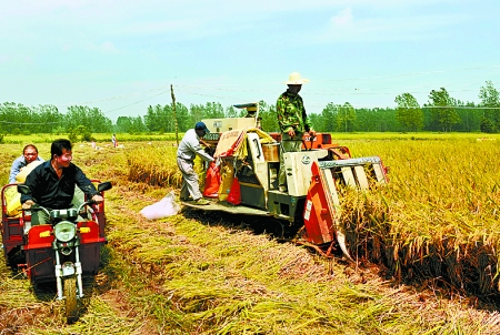 8月25日，農(nóng)機(jī)手在固始縣泉河鄉(xiāng)王樓村稻田里開始機(jī)收水稻。