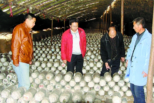 張泉鑫（左二）指導(dǎo)食用菌種植戶解決技術(shù)難題。