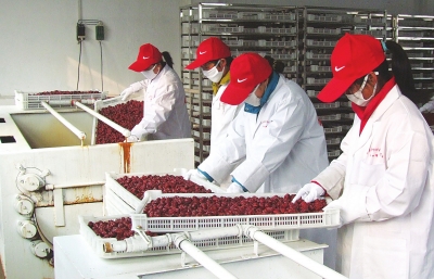 雖是寒冬，內黃紅棗加工生產依然熱火朝天。