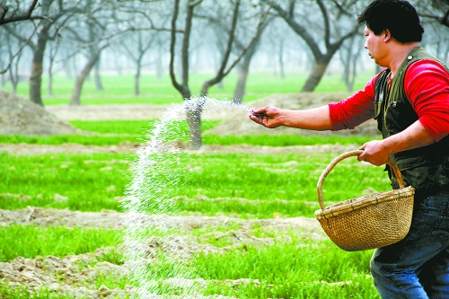 3月18日，內(nèi)黃縣城關鎮(zhèn)農(nóng)民在給小麥施肥。眼下正是冬小麥返青的關鍵時期，內(nèi)黃縣廣大農(nóng)民積極開展以澆水