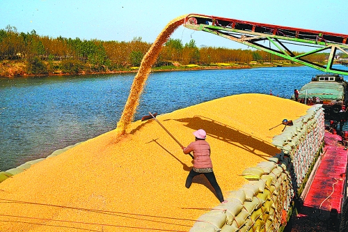 　　4月14日，中央儲(chǔ)備庫沈丘直屬庫正在沙潁河紙店碼頭裝船向外調(diào)運(yùn)玉米。近些年，沈丘縣先后在沙潁河沿