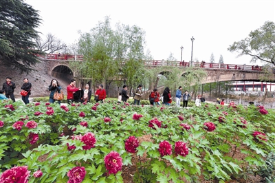 在王城公園橋北新開辟的甘棠洲牡丹觀賞區(qū)內(nèi)，霓虹煥彩、晨紅等品種牡丹盛開，給來(lái)自海內(nèi)外的賞花游客帶來(lái)驚