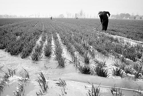 3月25日，濮陽縣郎中鄉(xiāng)大趙寨村農(nóng)民在為小麥澆水。連日來，濮陽縣廣大農(nóng)民不誤農(nóng)時，及時為麥田施肥、澆