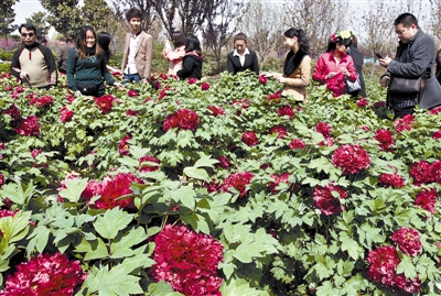 　 5日，國際牡丹園開園迎賓，連日來，慕名而來賞花踏青的游客絡(luò)繹不絕